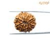 10-Mukhi-Nepal-Rudrksha-23.57-Mm-Bp-C.jpg