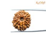 10-Mukhi-Nepal-Rudrksha-23.57-Mm-Fp-C.jpg