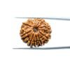 Dus Mukhi Rudraksha Nepal - (23.57 Mm) 35 10-Mukhi-Nepal-Rudrksha-23.57-Mm-Mp-C.jpg