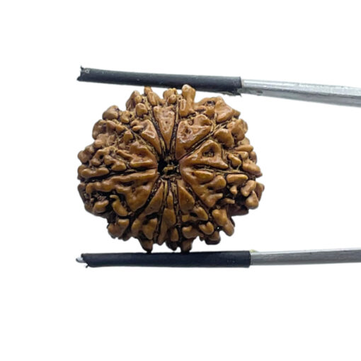 10 Mukhi Rudraksha Nepal - (21.78 MM)