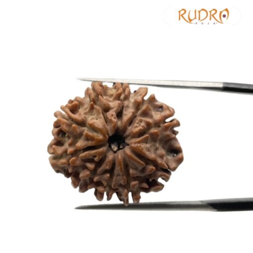 10 Mukhi Rudraksha Nepal - (23.28mm)