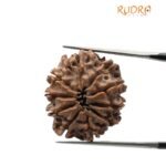 10 Mukhi Rudraksha Nepal - (23.15mm)