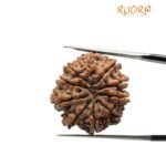 10 Mukhi Rudraksha Nepal - (23.50Mm)