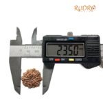 Dash Mukhi Rudraksha Nepal - (23.50 Mm)