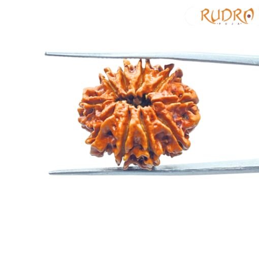 10-Mukhi-Rudraksha-Nepal-23.93-MM-BP-C.jpg