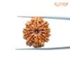 10-Mukhi-Rudraksha-Nepal-23.93-Mm-Fp-C.jpg