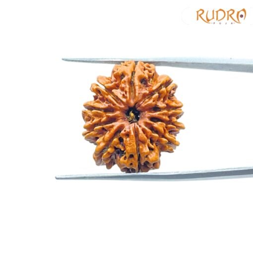 10-Mukhi-Rudraksha-Nepal-23.93-MM-FP-C.jpg