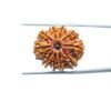 10 Mukhi Rudraksha Nepal - (23.93 Mm) 34 10-Mukhi-Rudraksha-Nepal-23.93-Mm-Mp-C.jpg