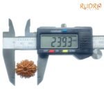 10-Mukhi-Rudraksha-Nepal-23.93-Mm-Op-C.jpg
