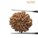 10 Mukhi Rudraksha Nepal - (24.01mm)