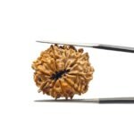 10 Mukhi Rudraksha Original Nepal - (24.31Mm)