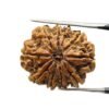 10 Mukhi Rudraksha Nepal - (24.38Mm)