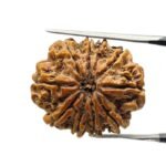 10 Mukhi Rudraksha Nepal - (24.38mm)