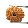 10 Mukhi Rudraksha Nepal - (24.52Mm)