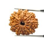 10 Mukhi Rudraksha Nepal - (24.52mm)