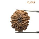10 Mukhi Rudraksha Nepal - (24.52Mm)