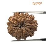 10 Mukhi Rudraksha Nepal - (24.52mm)