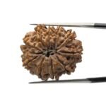 10 Mukhi Rudraksha Nepal - (24.52mm)