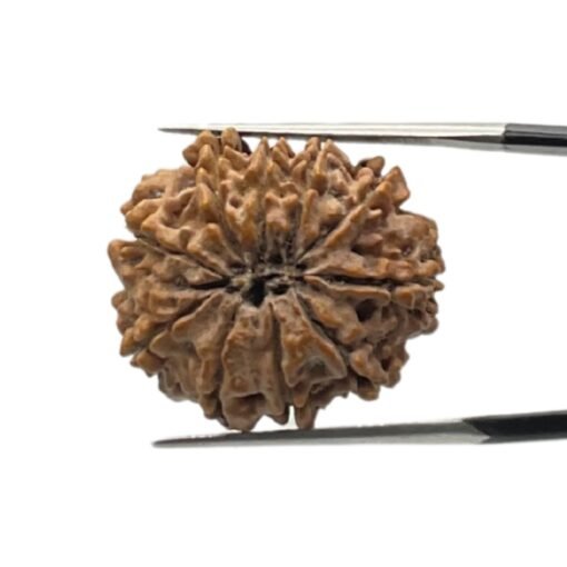 10 Mukhi Rudraksha Nepal - (24.52Mm)