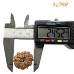 10 Mukhi Rudraksha Nepal - (24.52Mm)