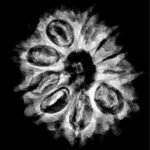 10 Mukhi Rudraksha Nepal - (24.52Mm) (4)