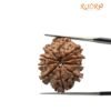 10 Mukhi Rudraksha Nepal - (24.65Mm)