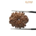 10 Mukhi Rudraksha Nepal - (24.65mm)