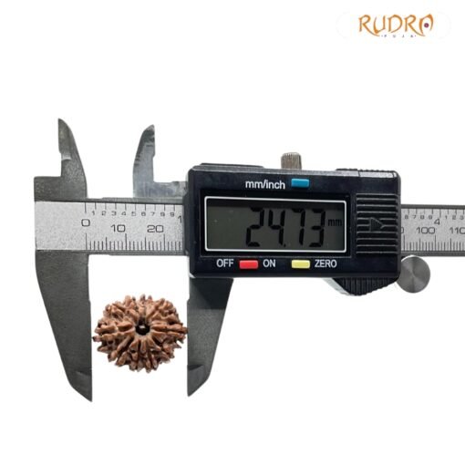 10 Mukhi Rudraksha Nepal - (24.73 mm)