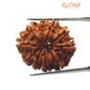 10 Mukhi Rudraksha Nepal - (24.73 Mm)