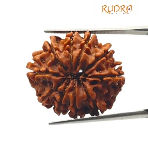 10 Mukhi Rudraksha Nepal - (24.73 mm)