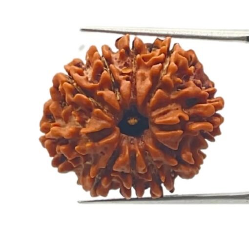 10 Mukhi Rudraksha Nepal - (24.73 Mm)