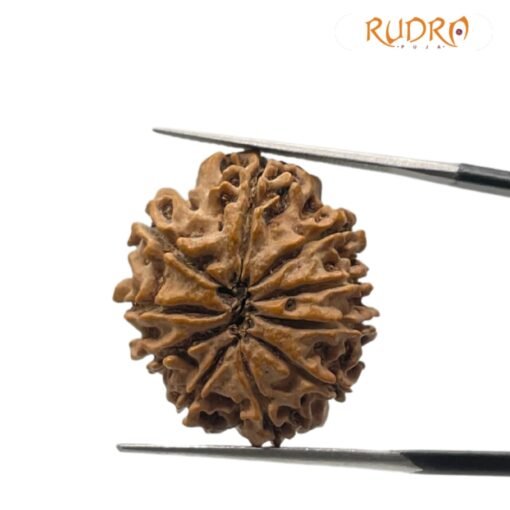 10 Mukhi Rudraksha Nepal - (24.85mm)