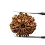 10 Mukhi Rudraksha Nepal - (24.85mm)