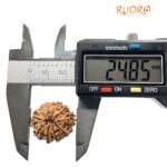 Dus Mukhi Rudraksha Nepal - (24.85Mm)