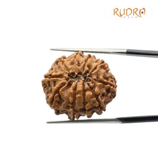 10 Mukhi Rudraksha Nepal - (24.93mm)