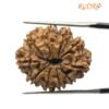 10 Mukhi Rudraksha Nepal - (25.09 Mm)