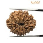 10 Mukhi Rudraksha Nepal - (25.09 mm)