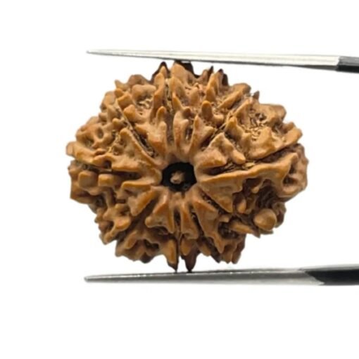 10 Mukhi Rudraksha Nepal - (25.09 Mm)