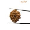 10 Mukhi Rudraksha Nepal - (25.09Mm)