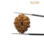 Original 10 Mukhi Rudraksha Nepal - (25.09Mm)