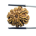 10 Mukhi Rudraksha Nepal - (25.10 mm)