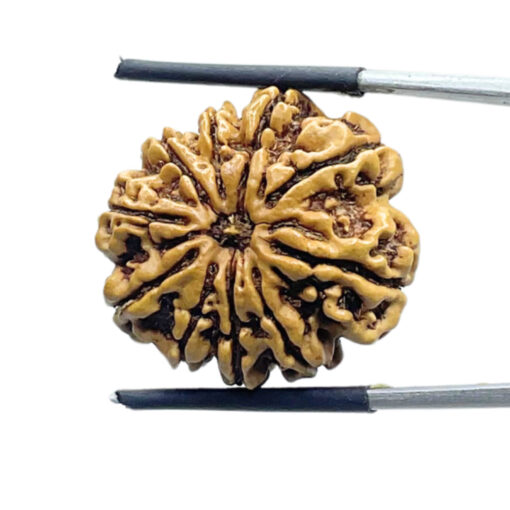 10 Mukhi Rudraksha Nepal - (25.10 mm)