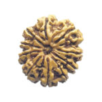 10 Mukhi Rudraksha Nepal - (25.10 mm)