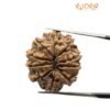 10 Mukhi Rudraksha Nepal - (25.40Mm)