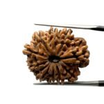 10 Mukhi Rudraksha Nepal - (25.48mm)