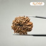 10 Mukhi Rudraksha Nepal - (25.48mm)