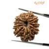 10 Mukhi Rudraksha Nepal - (25.48Mm)