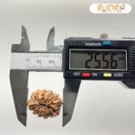 10 Mukhi Rudraksha Nepal - (25.56Mm)