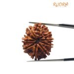 Ten Mukhi Rudraksha Nepal - (26.67 Mm)