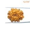 10 Mukhi Rudraksha Nepal - (27.72Mm) 12 10-Mukhi-Rudraksha-Nepal-27.72Mm-Bp-C.jpg